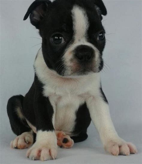 boston terrier puppies minneapolis